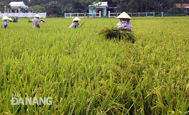 Nhiều nông dân Đà Nẵng đang chú trọng sản xuất lúa theo hướng hữu cơ để tạo ra sản phẩm lúa gạo an toàn, chất lượng.