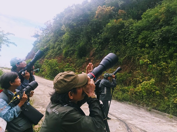 Photographers being keen on capturing the amazing beauty of red-shanked douc langurs