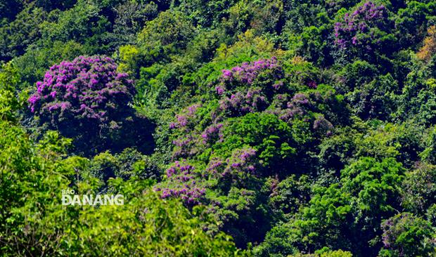 The Peninsula is being filled with purple flowers blooming in the brilliant sunshine