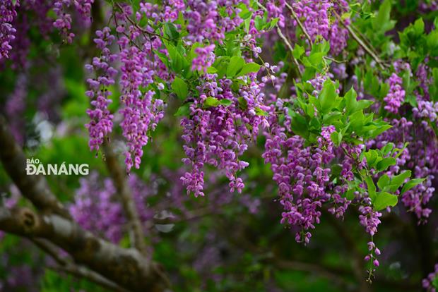 Each inflorescence is about over 15cm in length