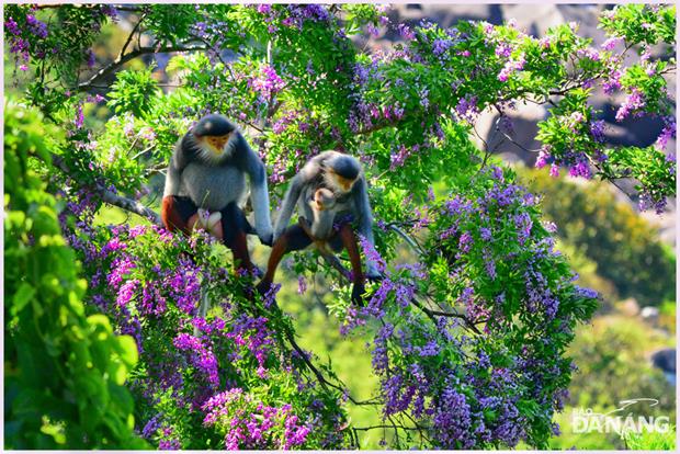 Red-shanked douc langurs on the Peninsula like to eat this type of flowers