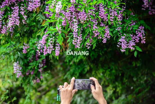 This venue has welcomed a large number of visitors to admire the beauty of the ‘Than Mat’ flowers  