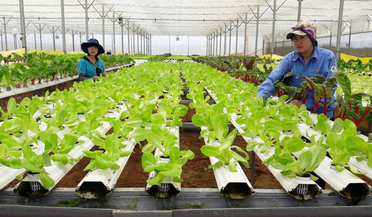 Hòa Vang kêu gọi đầu tư vào nông nghiệp công nghệ cao