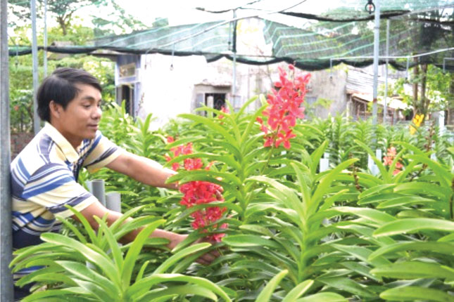 Chương trình nông thôn mới đã thay đổi diện mạo nông thôn huyện Hòa Vang.  Trong ảnh: Mô hình trồng hoa lan Mokara ở xã Hòa Châu đã mang lại cho người nông dân thu nhập gần 500 triệu đồng/năm. 