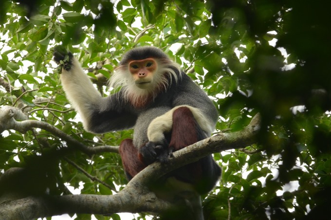 The red-shanked douc langur (Pygathryx nemaeus) is seen in the Sơn Trà Nature Reserve, 10km from Đà Nẵng. The city has been boosting biodiversity conservation and wildlife protection. — Photo courtesy of GreenViet Read more at http://vietnamnews.vn/society/450514/viet-nam-to-boost-green-and-sustainable-growth.html#IQylYQszZZBOTHmr.99