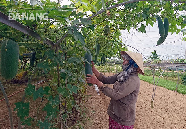 Theo bà Lê Thị Loan, một hộ trồng rau sạch tại làng rau Túy Loan, trồng rau sạch hơn hẳn trồng lúa khi cho thu nhập trung bình mỗi ngày từ 150.000-200.000 đồng/người. Ảnh: H.N