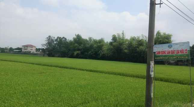 Lúa hữu cơ phát triển tốt tại thôn Trà Kiểm, xã Hòa Phước, huyện Hòa Vang.  Ảnh: Đ.H.L