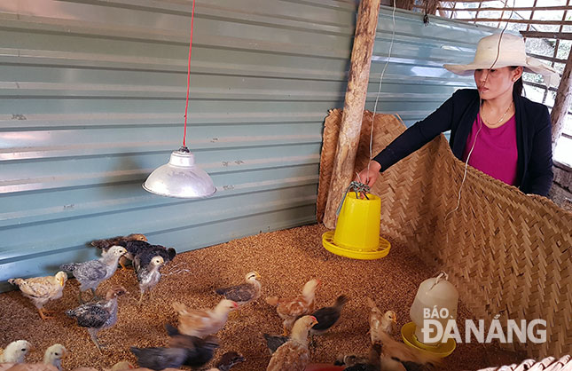 Một lứa gà giống của chị Đặng Thị Trần Lịch sắp sửa được đưa ra nuôi theo dạng gà đồi, gà thả vườn.