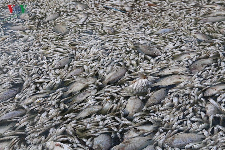 10 tấn cá chết, mùi hôi thối bủa vây người dân Hồ Tây