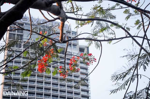 The red colour of phoenix flower and the singing of balm crickets give the signal of coming summer.