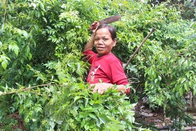 Bà Trần Thị Ớt, dân tộc Cơ tu, trồng cây Chè dây phát triển tốt ở vườn nhà tại thôn Giàn Bí, xã Hòa Bắc.  Ảnh: P.C.T