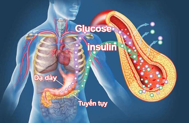 Kiểm soát Insulin: Bằng cách làm chậm sự xâm nhập của các chất dinh dưỡng, chẳng hạn như glucose vào máu, các bữa ăn giàu chất xơ giúp tăng cường độ nhạy insulin và kiểm soát đường huyết.