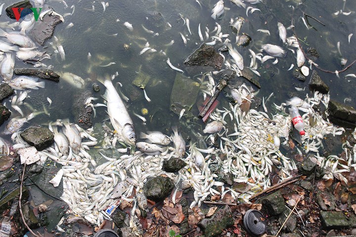 Ông Đỗ Hùng Vương, Phó ban quản lý Hồ Tây, cho biết: Cá chết đến nay khoảng 10 tấn. Nguyên nhân ban đầu của hiện tượng này có thể do thay đổi thời tiết đột ngột.