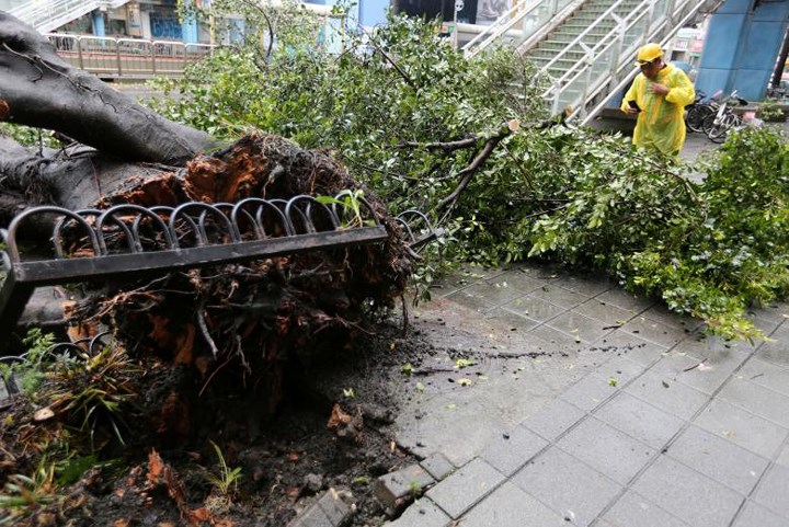 Những cây lớn bị bão quật bật gốc.