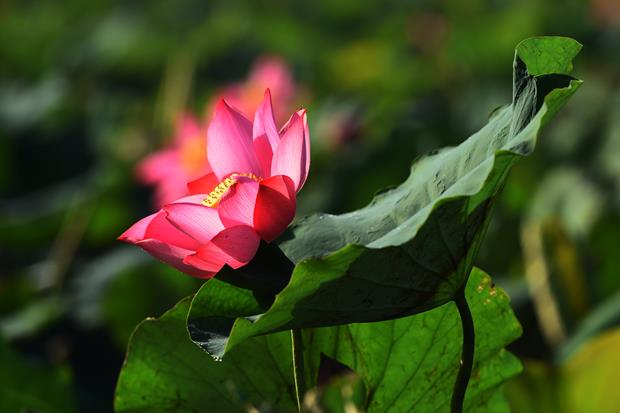 ‘Sen’ (A lotus flower) taken by Nguyen Tuong Uyen