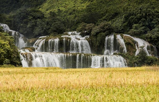 ‘Mua Vang Tren Thac Ban Gioc’ (Rice harvest season at the Ban Gioc Waterfall) by Truong Cong Minh