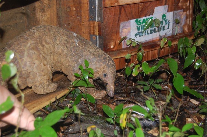 An endangered pangolin is released into a nature after a long care at a rescue centre in Ninh Bình Province. Traffickers of the endangered animals will get two or seven years in prison or US$133,000 cash fine. — Photo courtesy Save Vietnam’s Wildlife Read more at http://vietnamnews.vn/environment/451689/more-guidance-needed-for-judgment-of-wildlife-crimes.html#z0kbk7RBfGpxXm8j.99