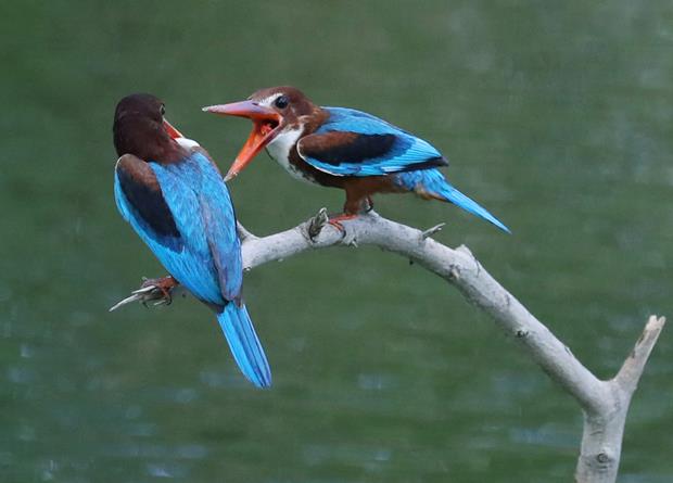 Two kingfishers are sitting on a perch