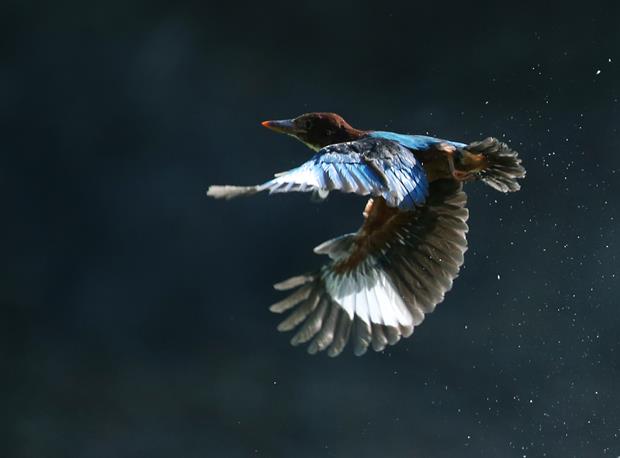 A kingfisher flying above the water's surface