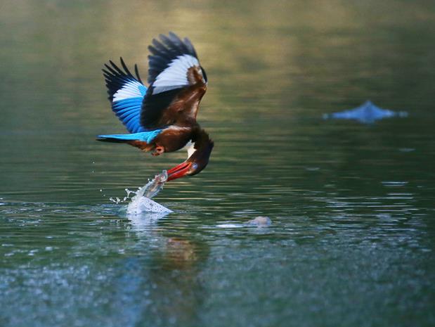 A kingfisher slicing through the surface of the water to skillfully hunt.