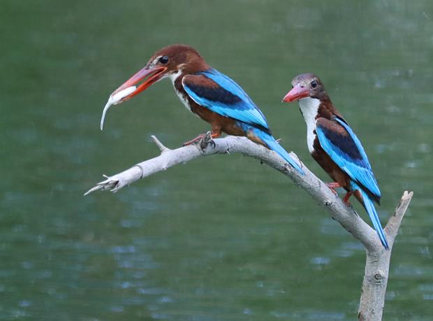 And the birds are now sitting on the perch with the caught fish.