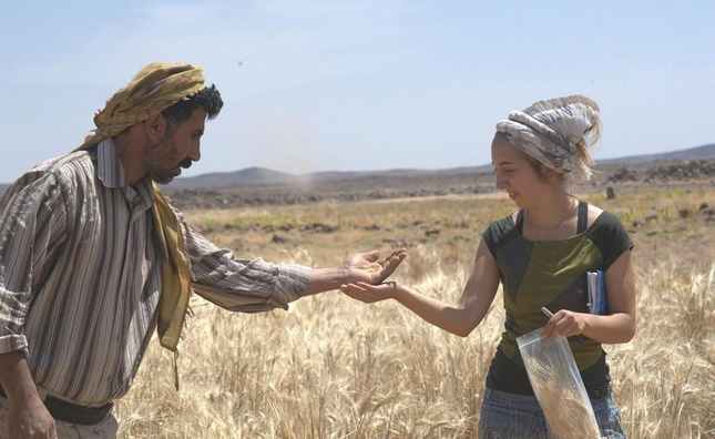 Tiến sĩ Amaia Arranz-Otaegui và Ali Shakaiteer lấy mẫu ngũ cốc trong khu vực Shubayqa.