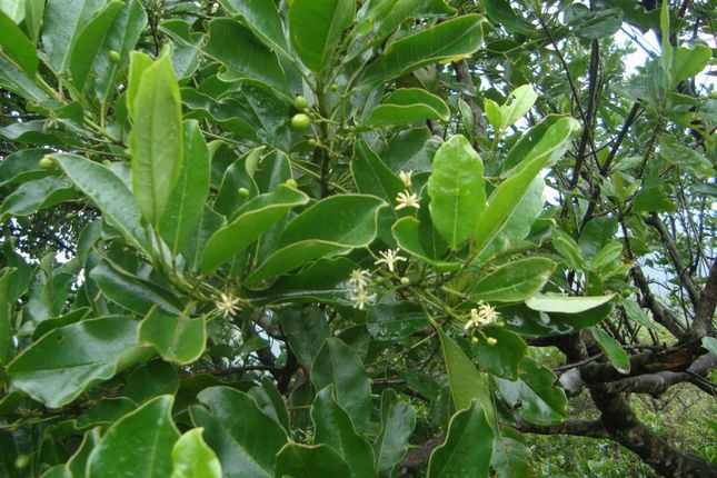 Bưởi bung - Acronychia pedunculata mọc hoang trên đỉnh Sơn Trà. Ảnh: P.C.T