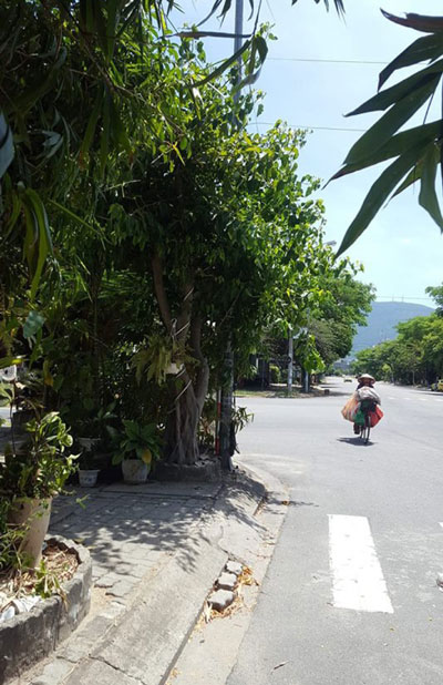 Bụi cây cảnh che khuất tầm nhìn tại ngã tư đường Chu Huy Mân - Trần Nhân Tông (phường Nại Hiên Đông, quận Sơn Trà) khiến đoạn đường này tiềm ẩn tai nạn giao thông.