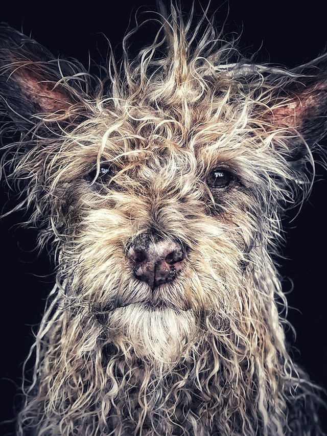 Bức ảnh chụp chú chó có tên Django, sinh ra và lớn lên bên trong một ngôi chùa ở tỉnh Hồ Nam (Trung Quốc), được nhiếp ảnh gia người Mỹ Robin Robertis chụp bằng iPhone 7 Plus đã giành giải nhất trong hạng mục “Động vật”.