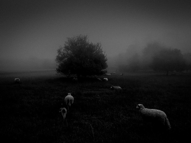Bức ảnh chụp sương mù trong buổi sáng sớm bằng iPhone 6S của Sukru Mehmet Omur (Pháp) đã giành giải nhất trong hạng mục ảnh “Thiên nhiên”.