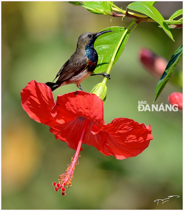 A purple-throated sunbird 