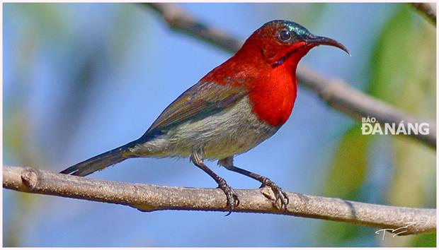 A red-throated sunbird