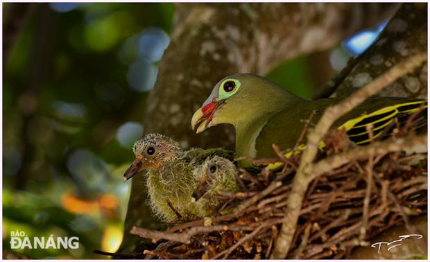 Red-backed blue cuckoos