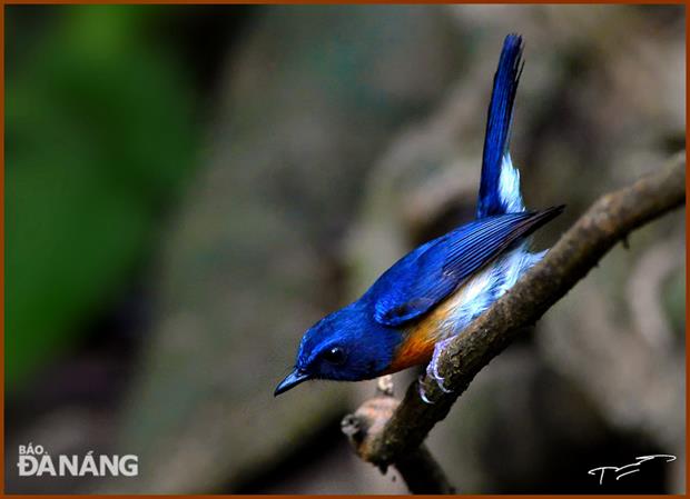 A hill blue flycatcher