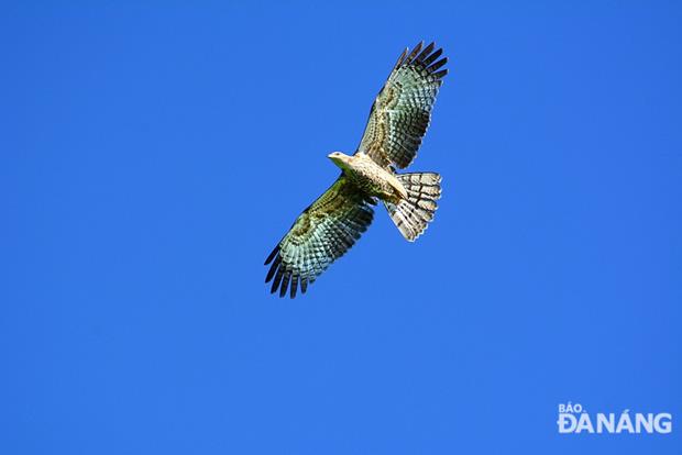 A seahawk (Pandion haliaetus)