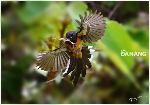 A white-rumped shama (Copsychus malabaricus) is building its nest