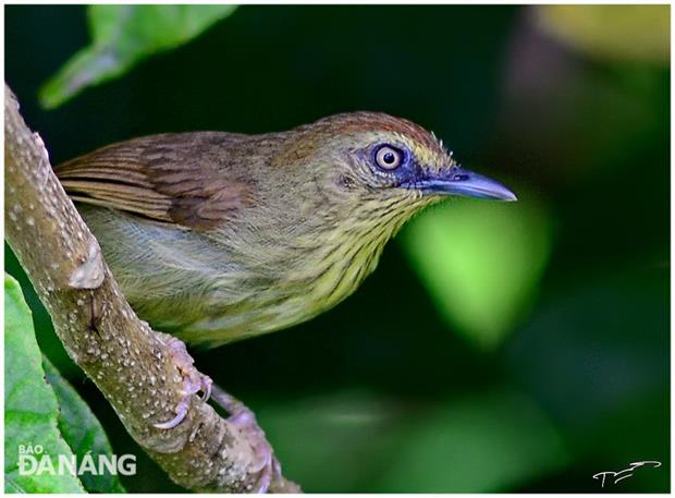 A tailorbird