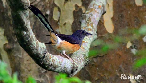 A white-rumped shama 