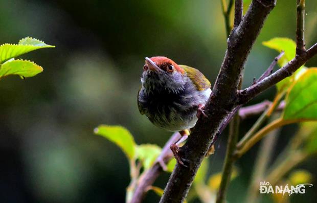 A red-capped flowerpecker