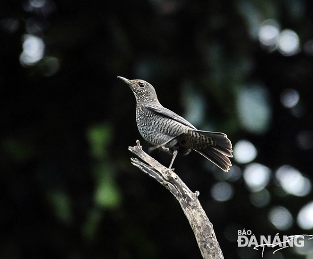 A thrush