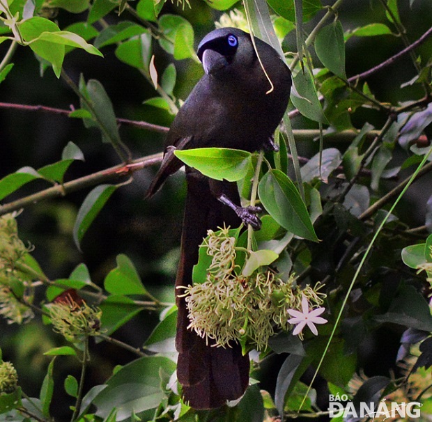 A racket-tailed treepie