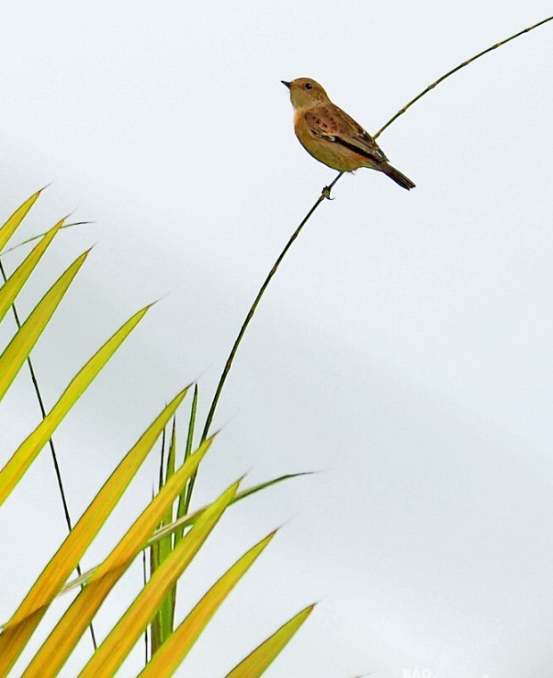 A Siberian sparrow