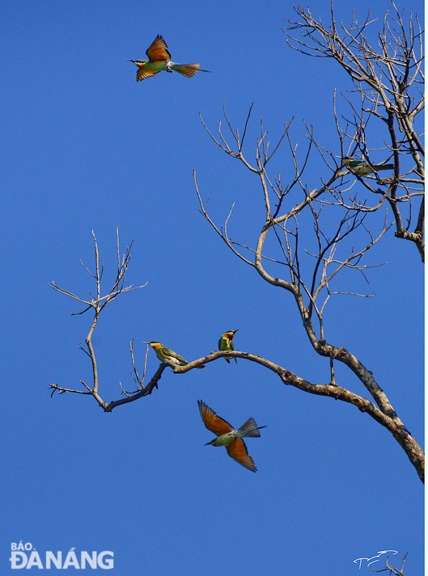 A green bee-eater (Merops orientalis)