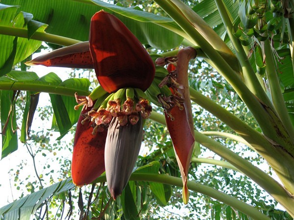 Bright colours: A forest banana flower in the northern province of Cao Bằng. — Photos monngonvietnam.vn Read more at http://vietnamnews.vn/life-style/462631/banana-flower-salad-evokes-taste-of-home.html#OpLkC7cB3dzOA1sP.99