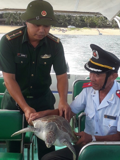 An endangered green turtle (Chelonia mydas) was released to the sea in Da Nang. — Photo courtesy Da Nang Agriculture and Rural development department.