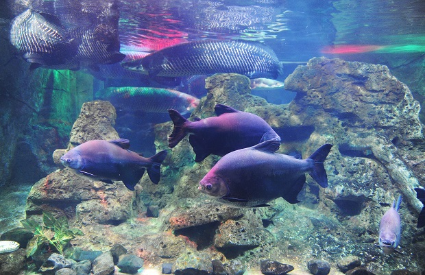 The aquarium looks like a ‘miniature ocean’