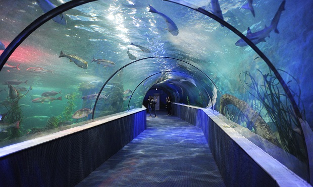 Stepping through the coast onto the 90m-long dome tunnel, visitors will be immersed in the spacious deep blue oceanic world where they witness thousands of species living together.