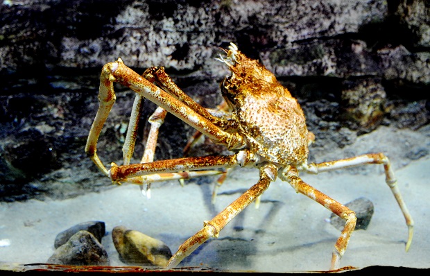 Here is a giant spider crab.