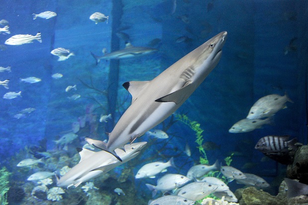 It is exciting for visitors to see a fierce shark with their own eyes