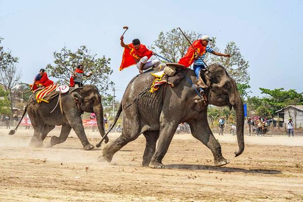 An elephant race